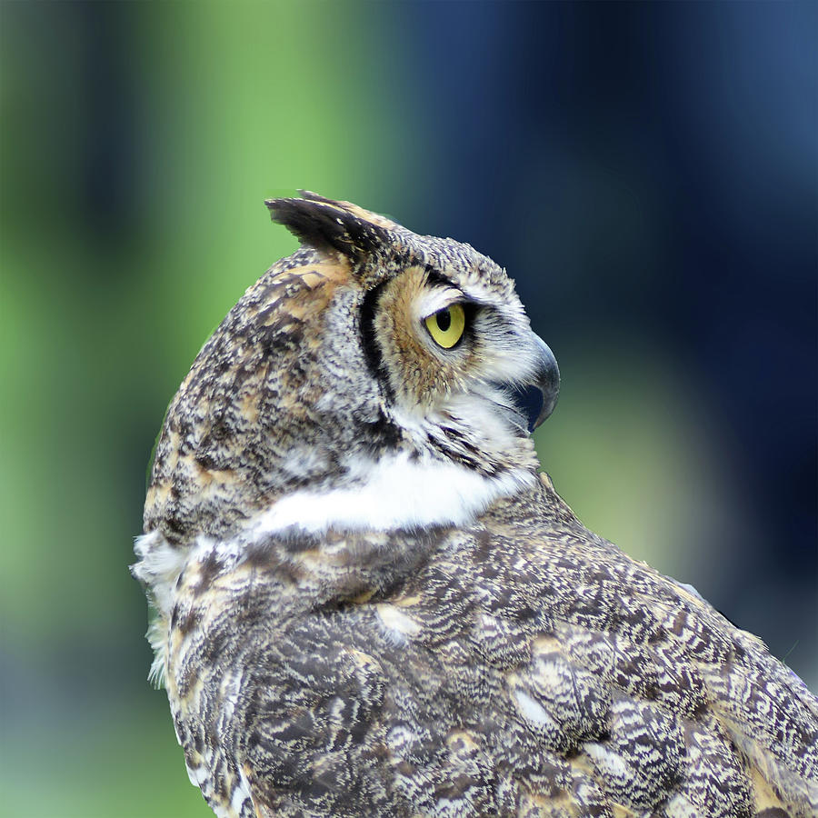Great Horned Owl Profile Photograph by Kathy Kelly