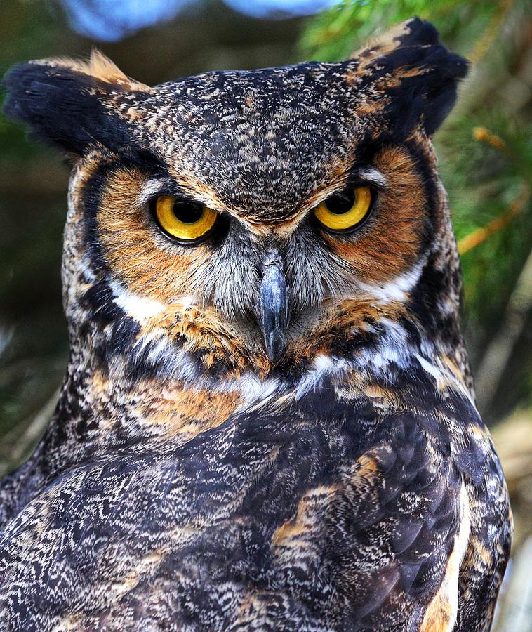Owl Photograph - Great Horned Owl by Raakesh Blokhra