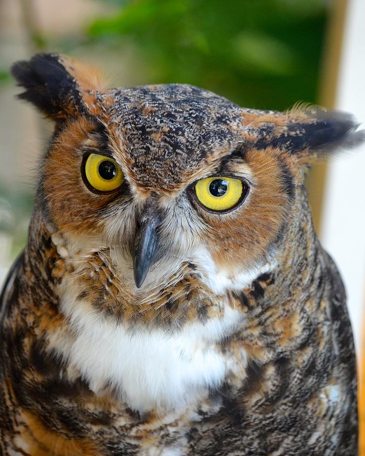 Great Horned Owl  Photograph by Richard Bryce and Family
