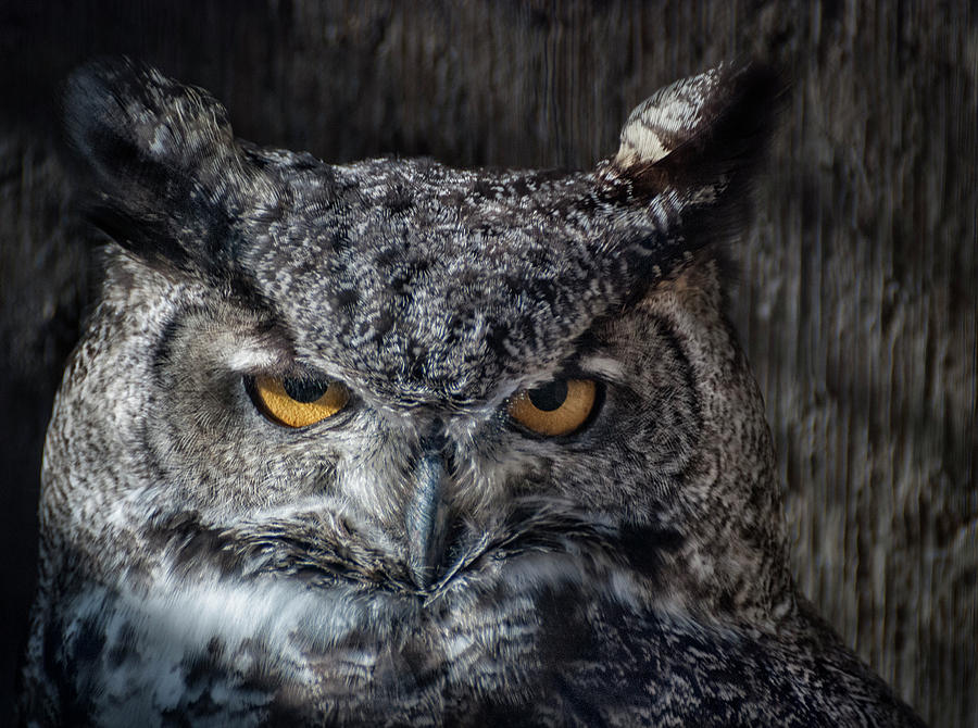 Great Horned Owl Photograph by Rick Mosher