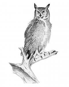 Great Horned Owl Drawing by Robert Ballard - Fine Art America