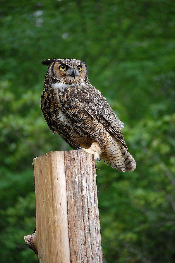 Great Horned Owl Photograph by Robert Meanor