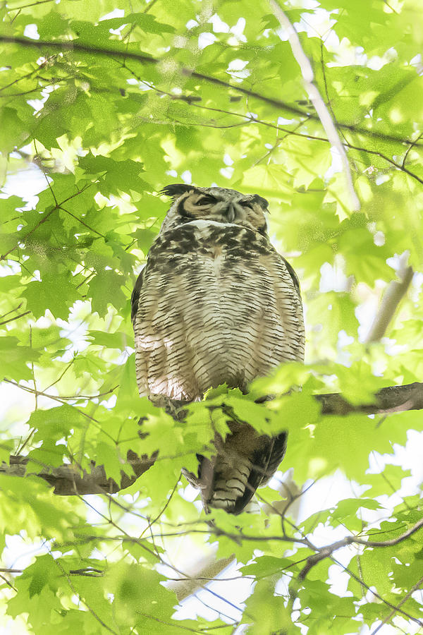 Great Horned Owl Photograph by Robert Wrenn | Fine Art America