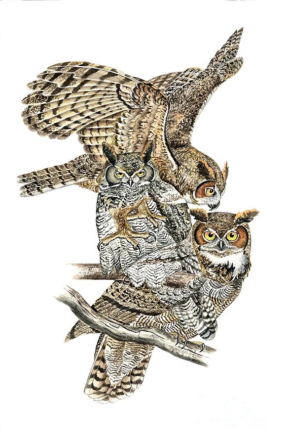Owl Painting - Great Horned Owl by Scott Rashid