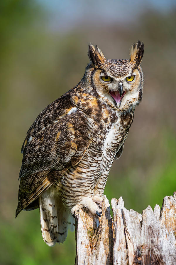 Great Horned Owl Screeching Photograph by CJ Park