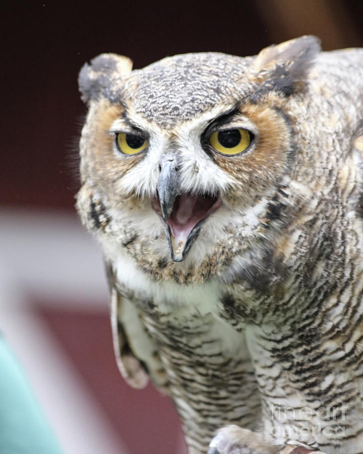 Great Horned Owl Screeching Photograph