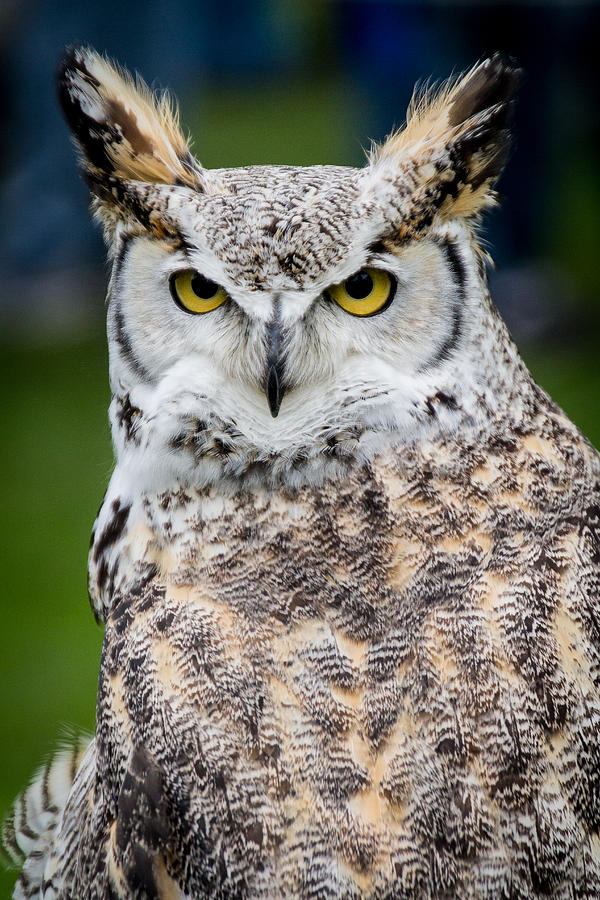 Great Horned Owl by Shannon Kunkle Great Horned Owl by Shannon Kunkle