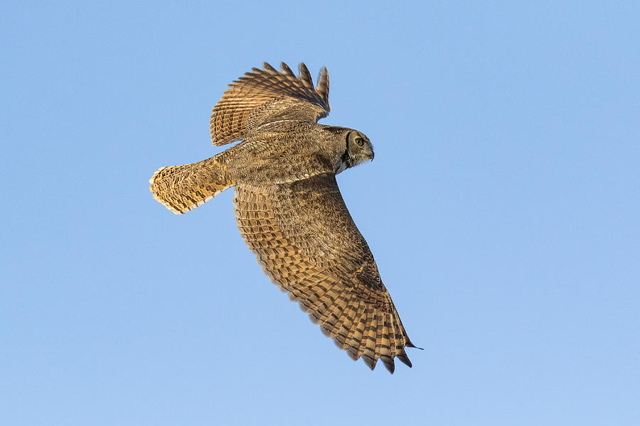 Great Horned Owl Showcases Wingspread Photograph by Tony Hake
