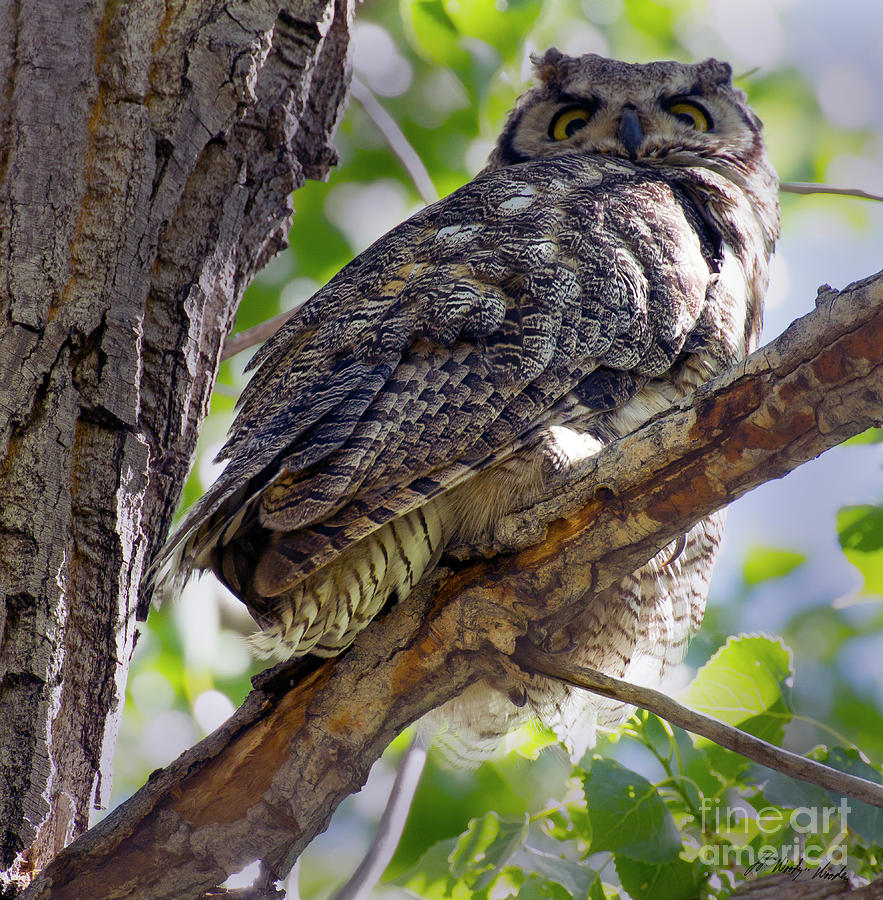 Great Horned Owl-Signed-#1472 Photograph by J L Woody Wooden