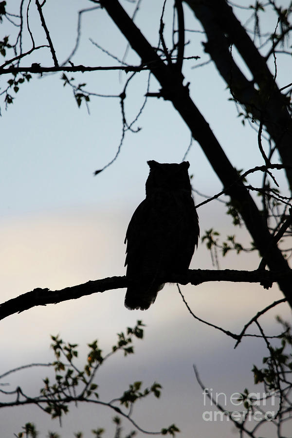 Great Horned Owl Silhouette Photograph by Alyce Taylor