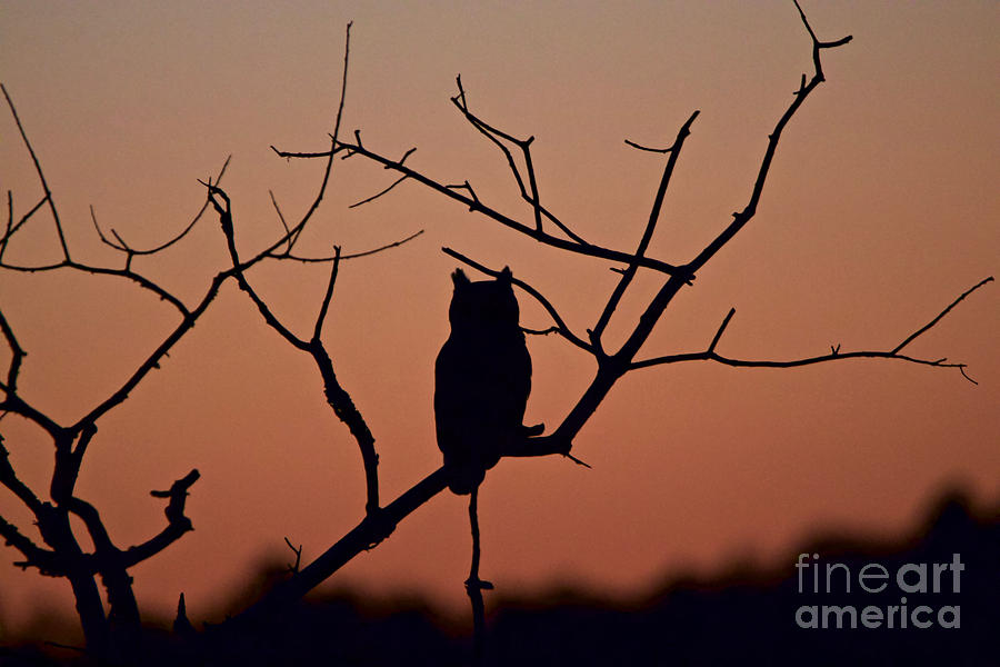 Owl Photograph - Great Horned Owl Silhouette by Peter Gray