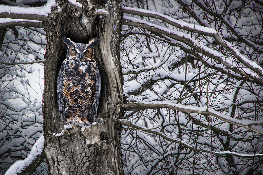 Great Horned Owl sitting in a Tree during a Snowstorm Photograph by Randall Nyhof