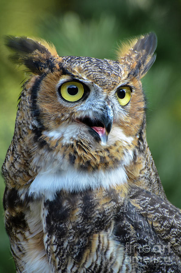 Great Horned Owl Smiling Photograph by Amy Porter