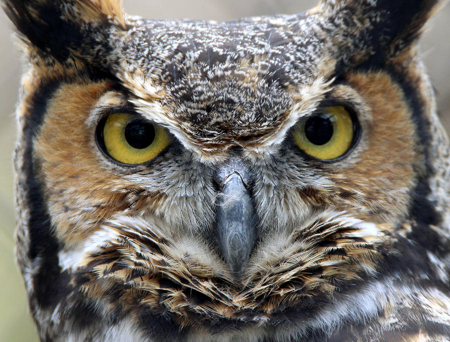Great Horned Owl Smithtown New York Photograph by Bob Savage