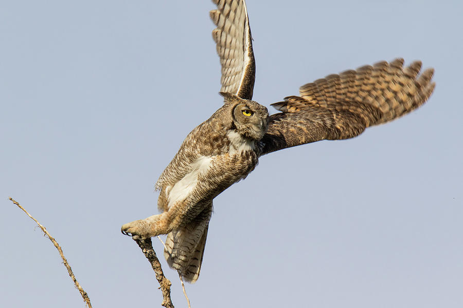 Great Horned Owl Spreads Its Wings Photograph by Tony Hake