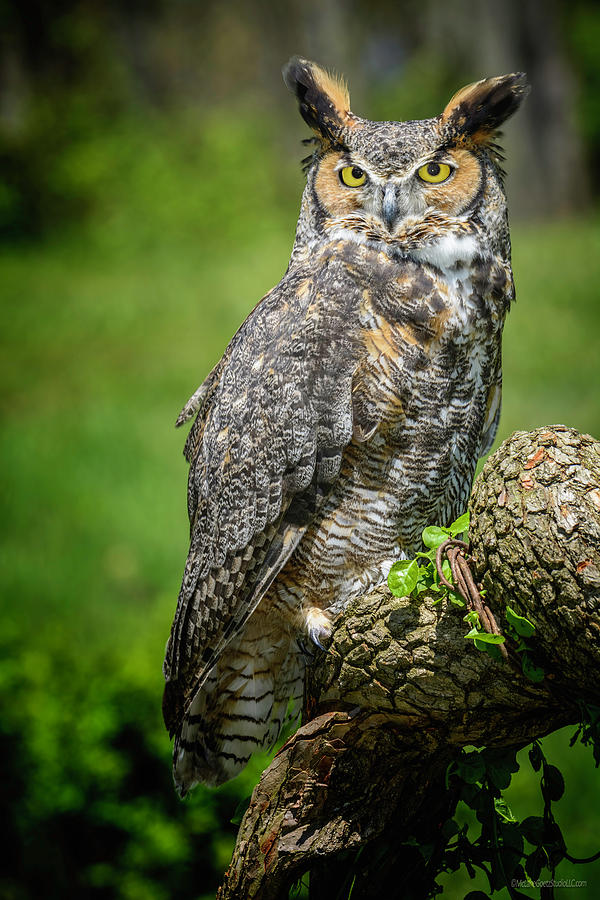 Great Horned Owl Spring Photograph by LeeAnn McLaneGoetz McLaneGoetzStudioLLCcom