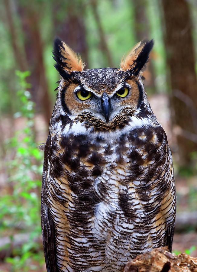 Great Horned Owl Standing Photograph