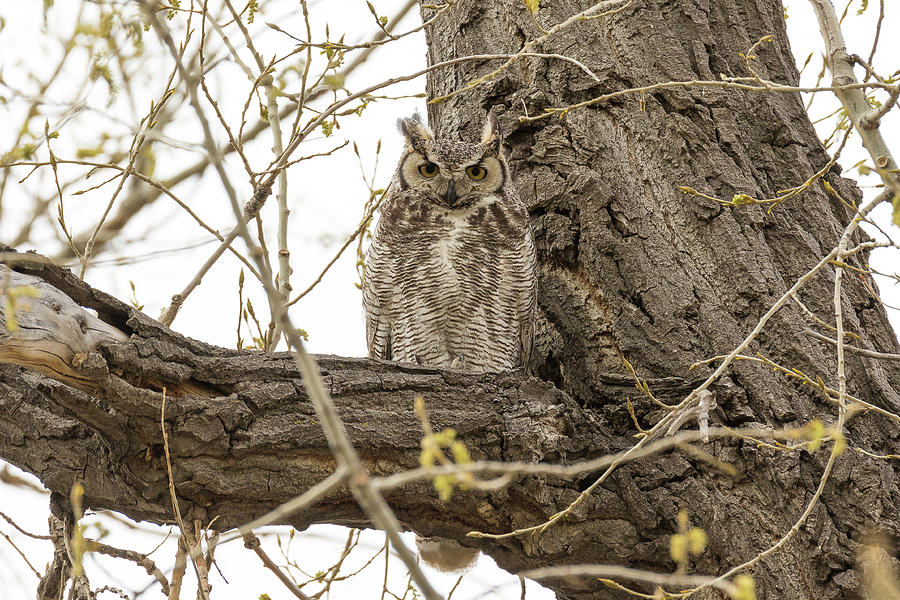 Great Horned Owl Stands Watch Photograph by Tony Hake