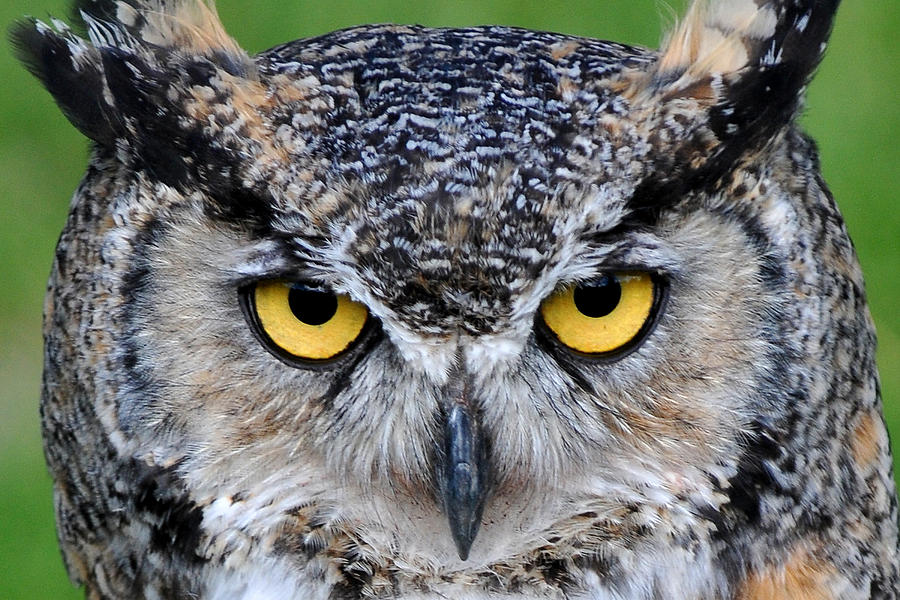 Great Horned Owl Stare Photograph by Alan Lenk