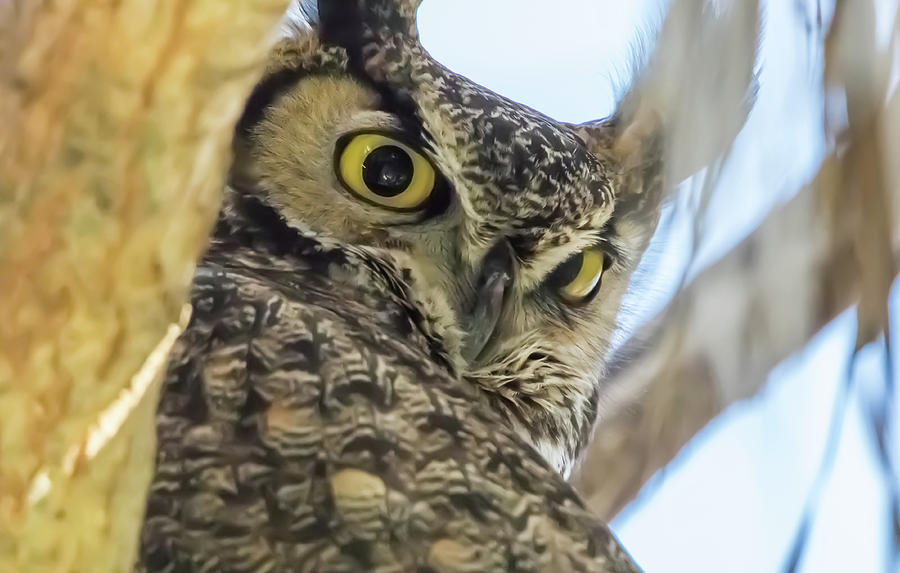 Great Horned Owl Stare Photograph by Marc Crumpler