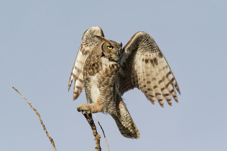 Great Horned Owl Starts its Launch Photograph by Tony Hake