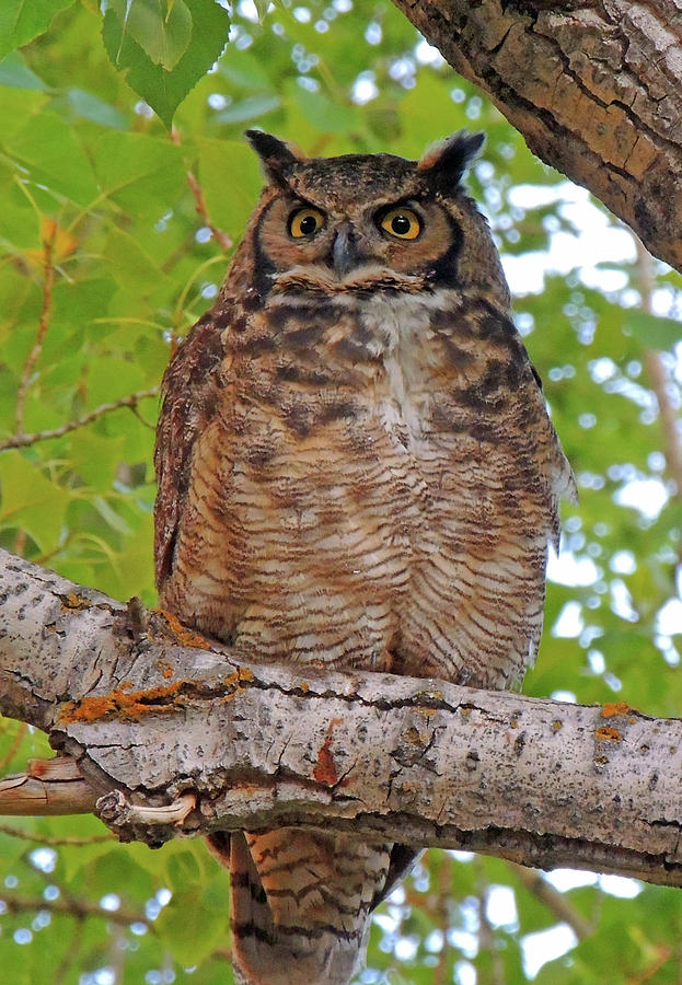 Great Horned Owl Photograph by Steve Anderson - Fine Art America