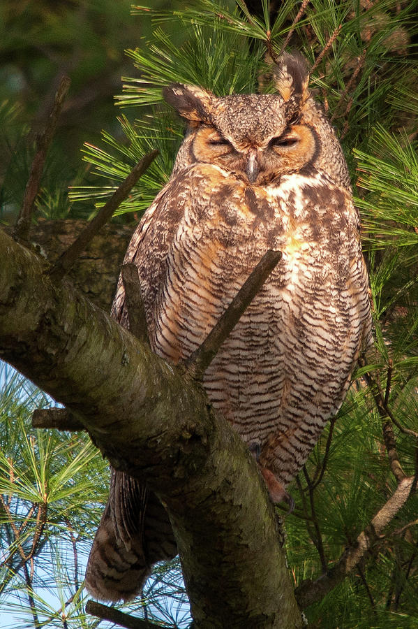 Great Horned Owl Photograph by Steve Stuller