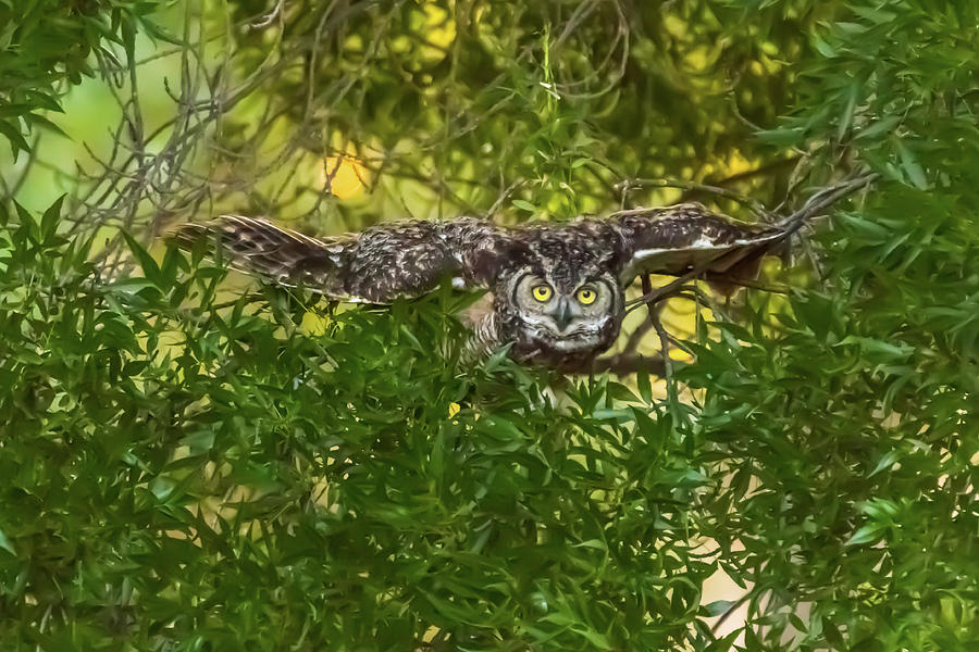 Great Horned Owl Take Off Photograph by Marc Crumpler
