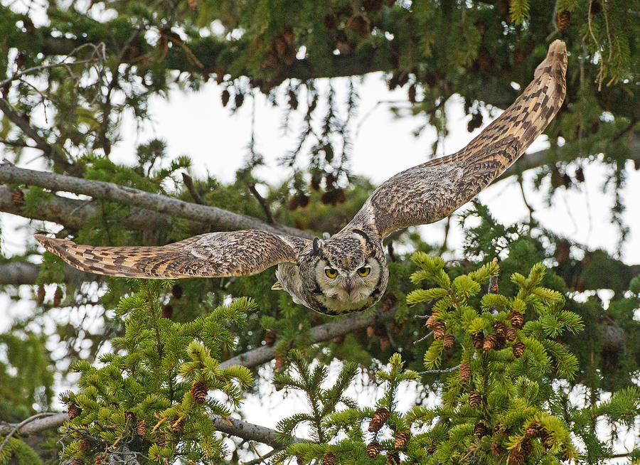 Great Horned Owl Takeoff Photograph by Max Waugh