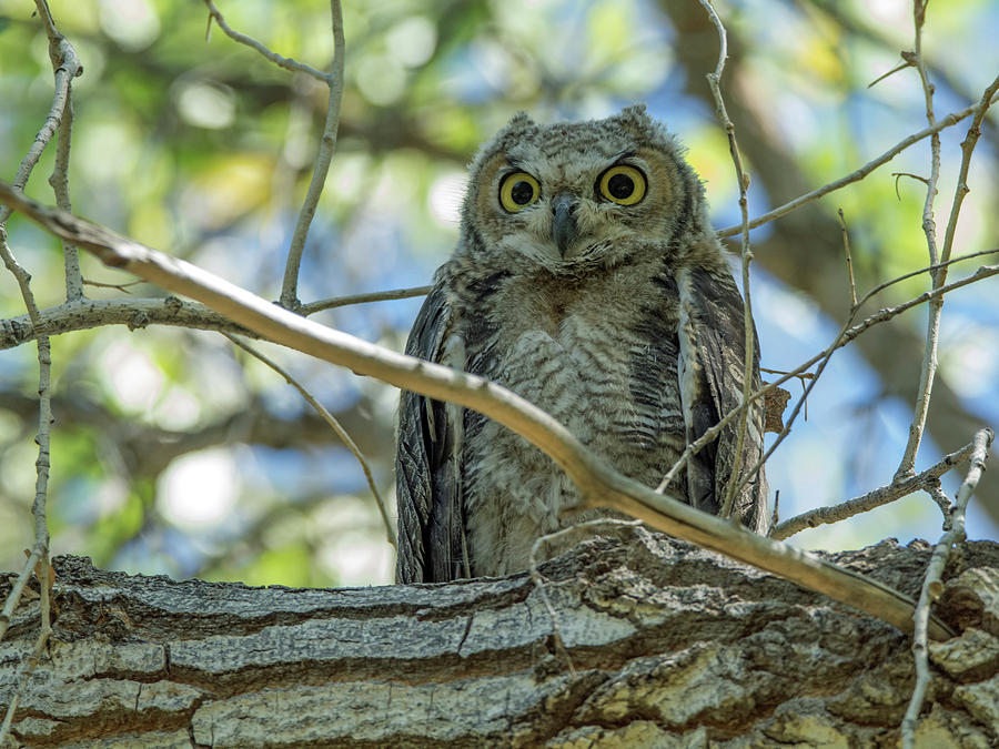 Great Horned Owl Photograph by Tam Ryan