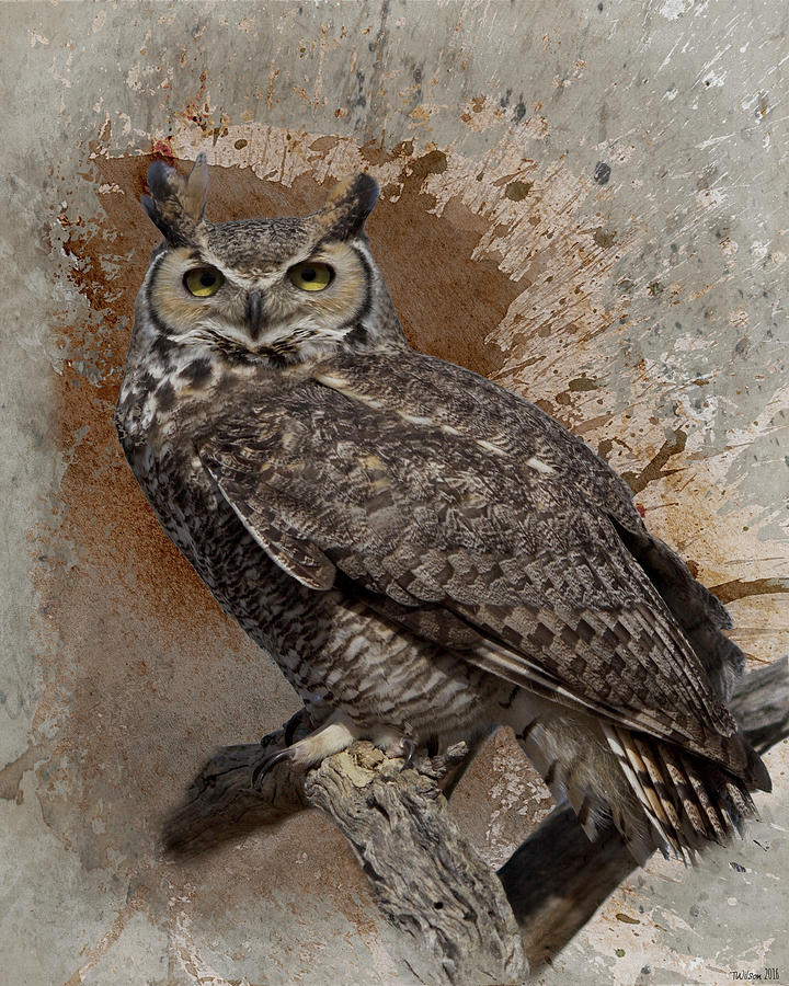 Great Horned Owl Photograph by Teresa Wilson
