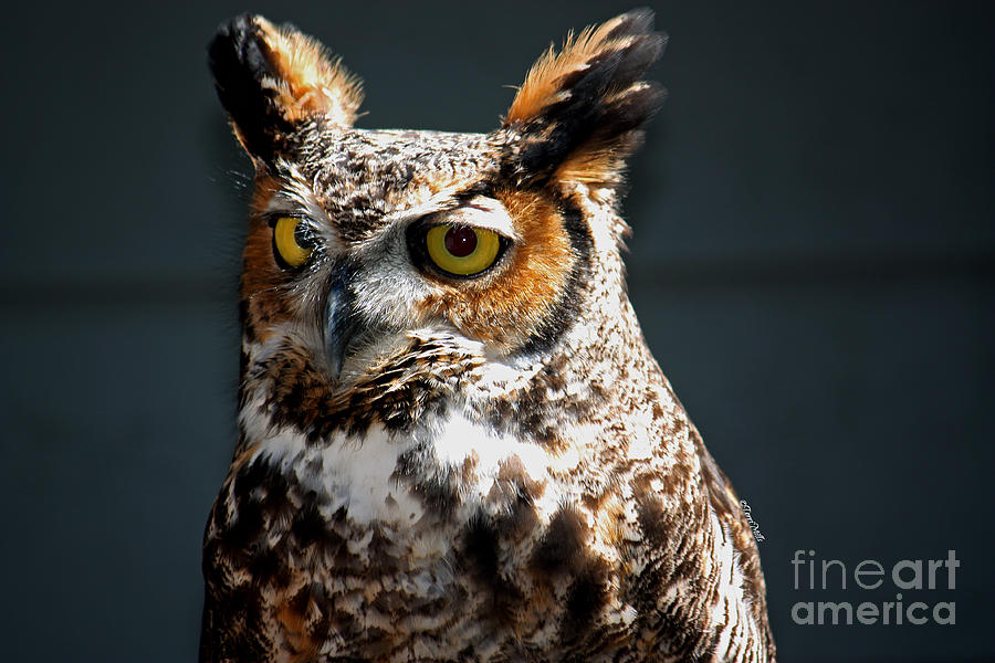 Great Horned Owl Photograph by Terri Mills