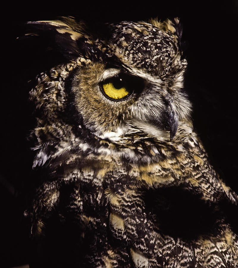 Owl Photograph - Great Horned Owl by Tim Rayburn