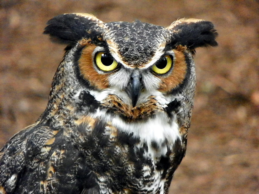 Great Horned Owl Photograph By Tina Barrett - Fine Art America