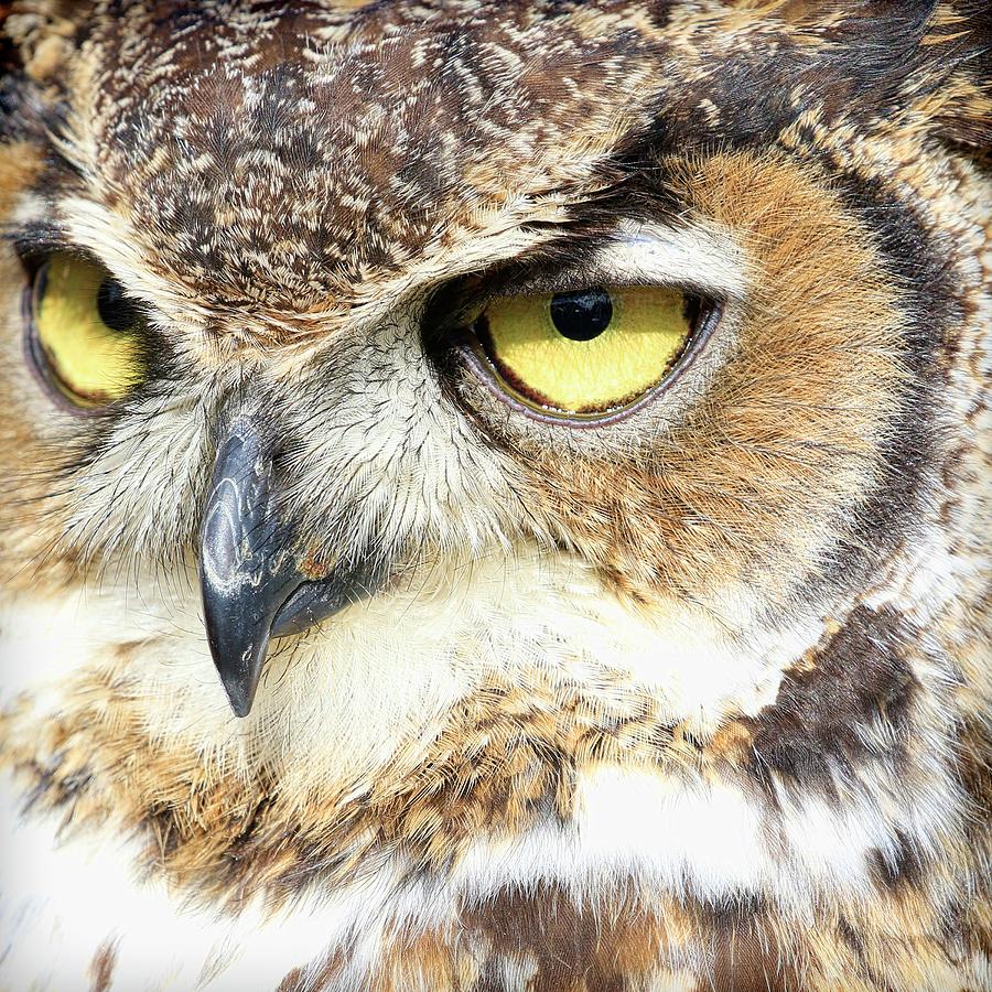 Great Horned Owl Up Close Photograph by Steve McKinzie