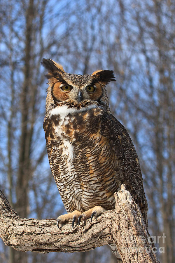 Great Horned Owl Vertical Photograph by Jennifer Ludlum