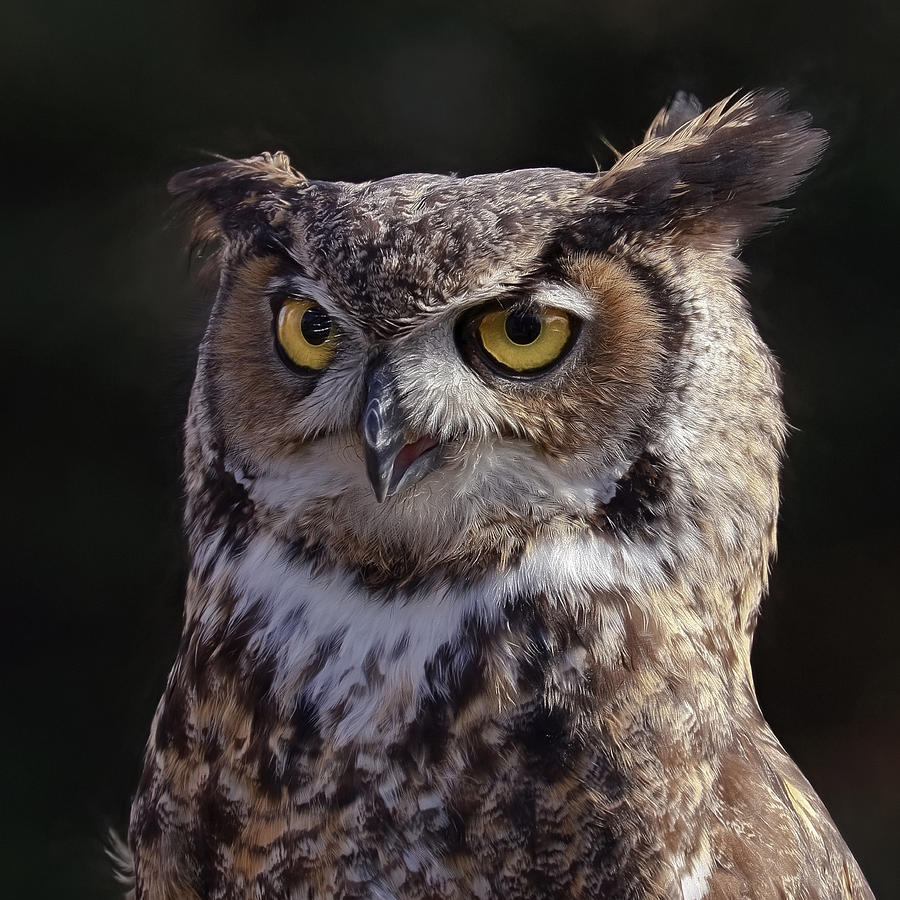 Great Horned Owl Photograph by Wes and Dotty Weber