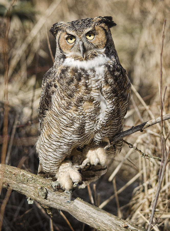 Great Horned Owl Photograph by Wade Aiken