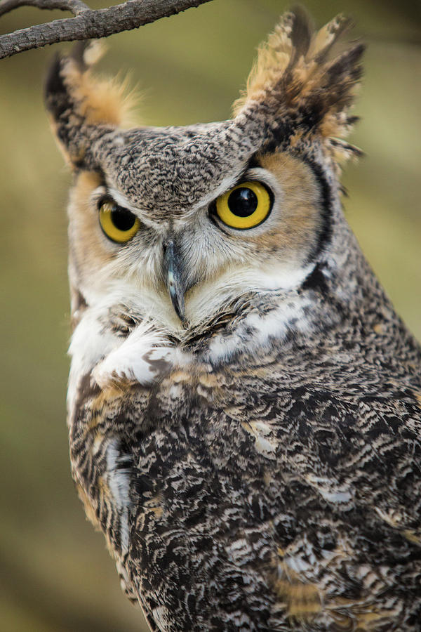 Great Horned Owl Photograph by Wesley Aston