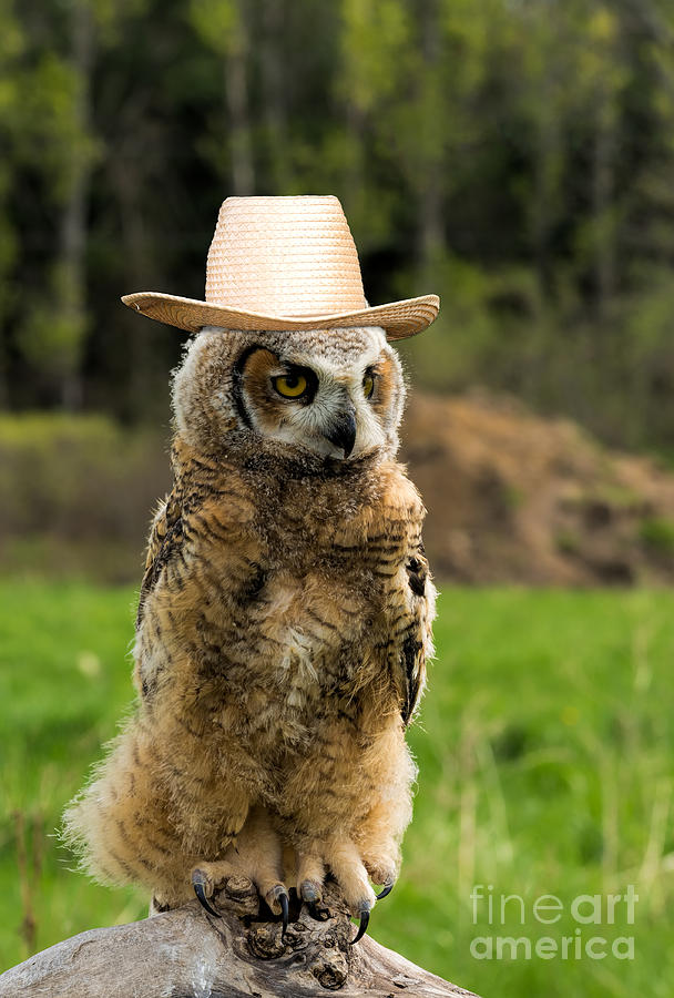 Great Horned Owl with a Hat Photograph by Les Palenik