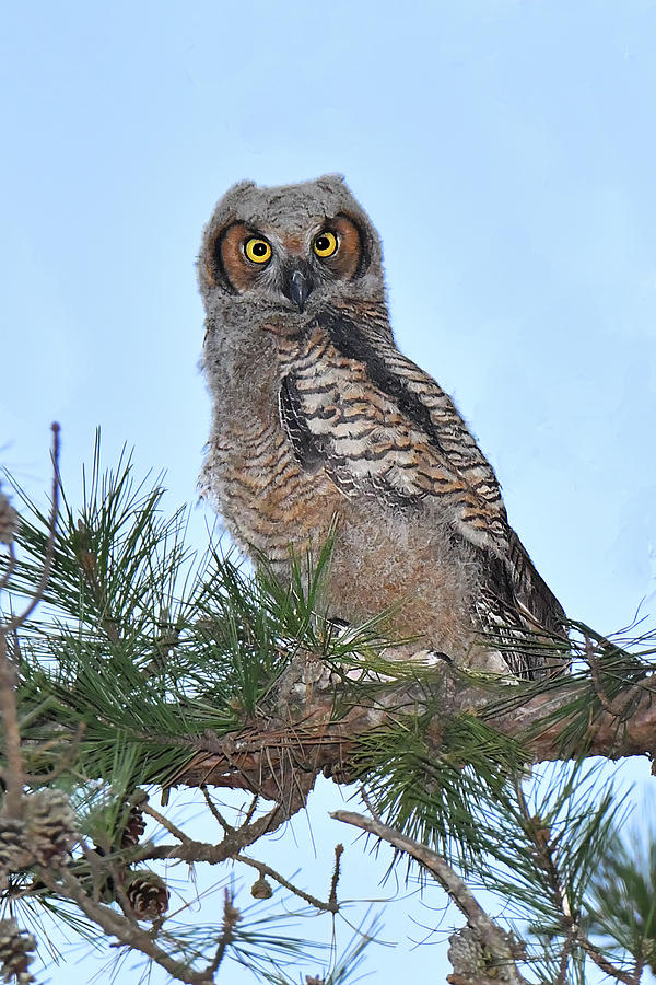 Great Horned Owl Youngster Photograph by Alan Lenk