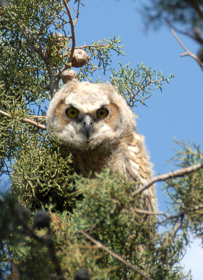 Great Horned Owlet Photograph by Bill Hyde