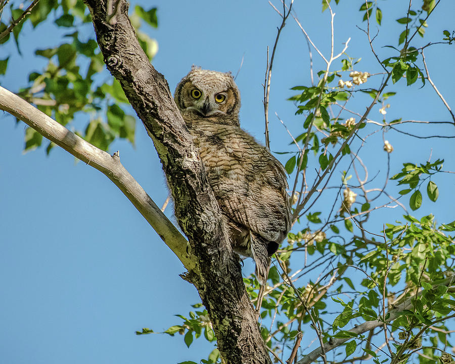 Great-Horned Owlet Encounter In Spring Photograph by Yeates Photography