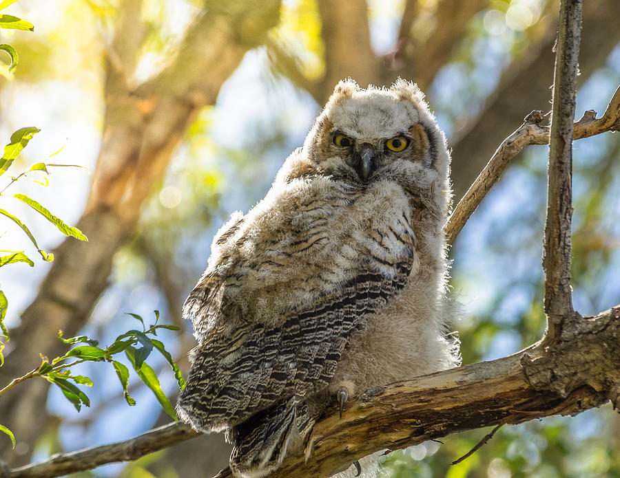 Great-Horned Owlet In Spring Photograph by Yeates Photography