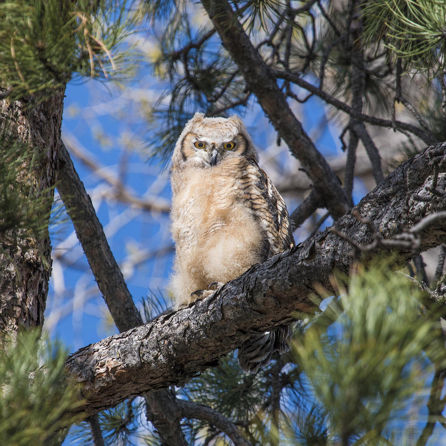 Great Horned Owlet in the Pines Photograph by Dawn Key