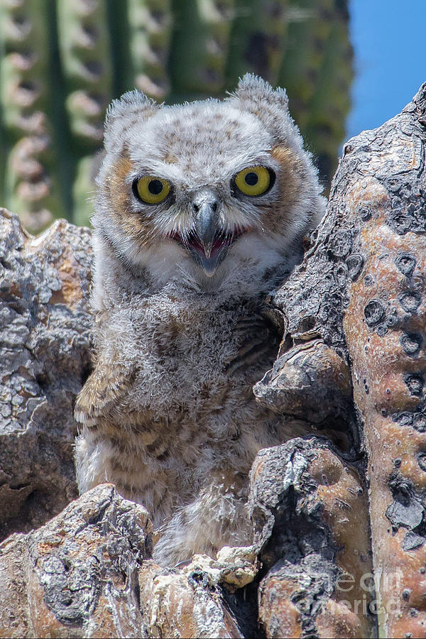 Great Horned Owlet Photograph by Lisa Manifold