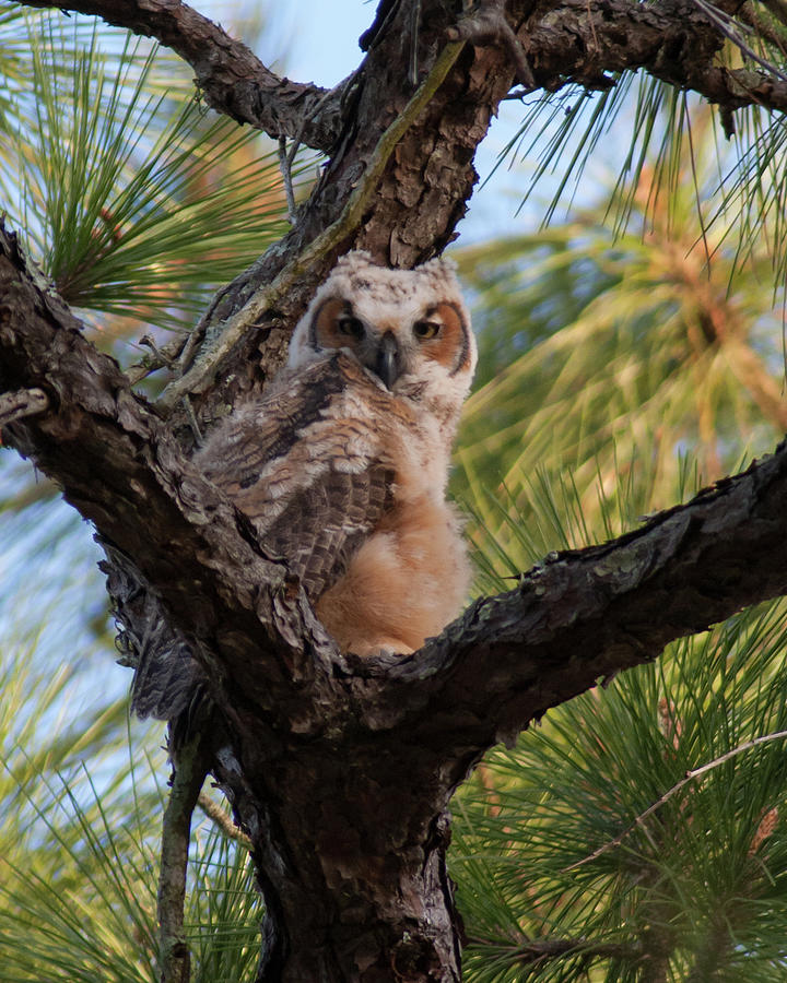 Great Horned Owlet Photograph by Paul Rebmann