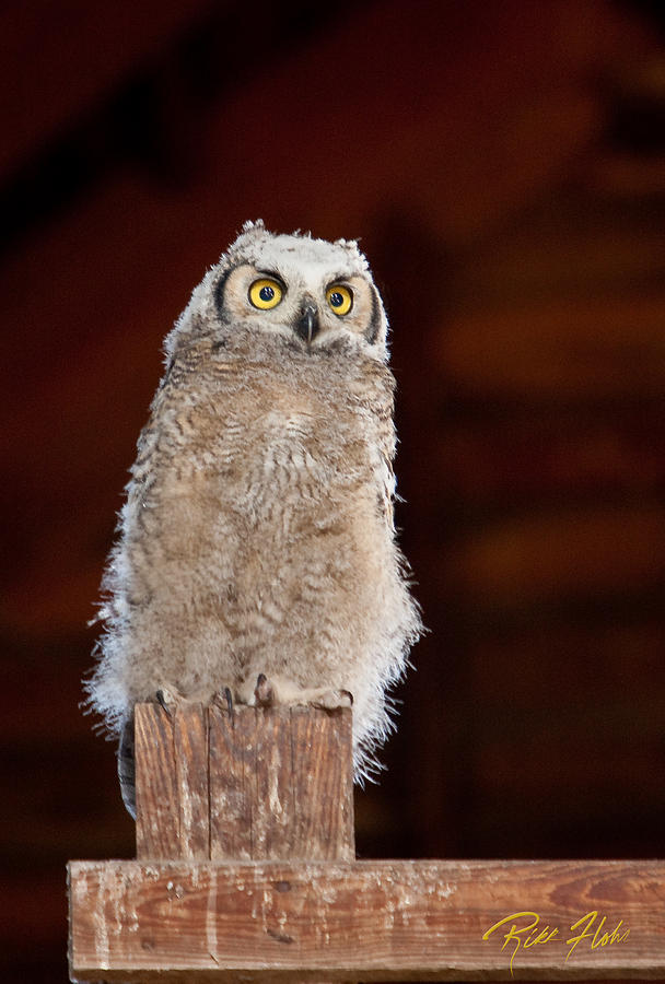 Great Horned Owlet Photograph by Rikk Flohr