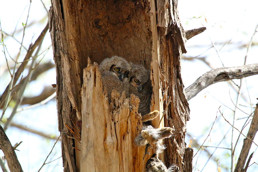 Great Horned Owlets Photograph By Anne Barela - Fine Art America