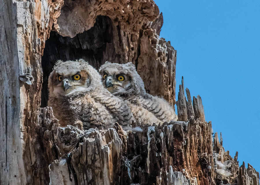 Great Horned Owlets Photograph by Dawn Key